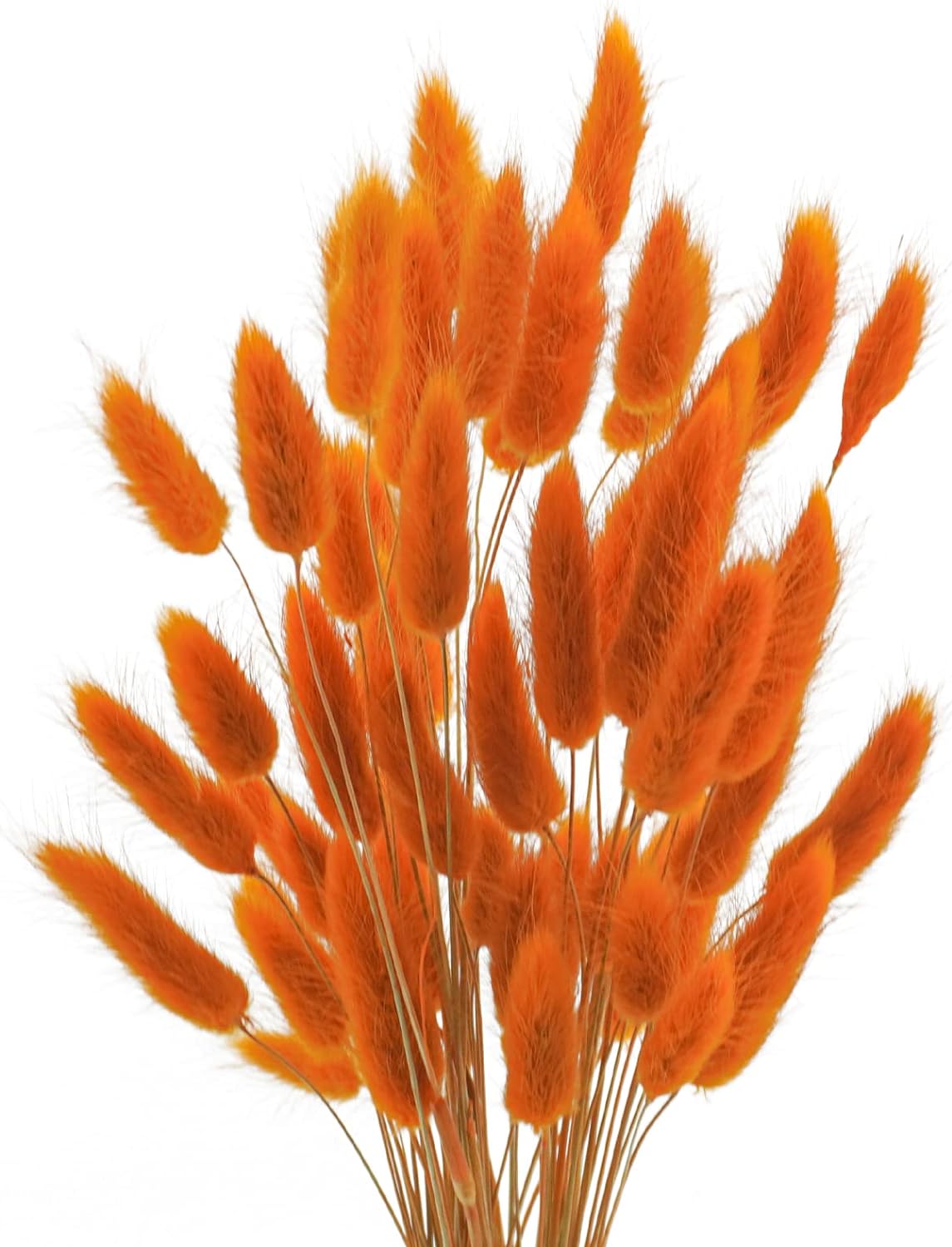 Dried Bunny Tail Flowers