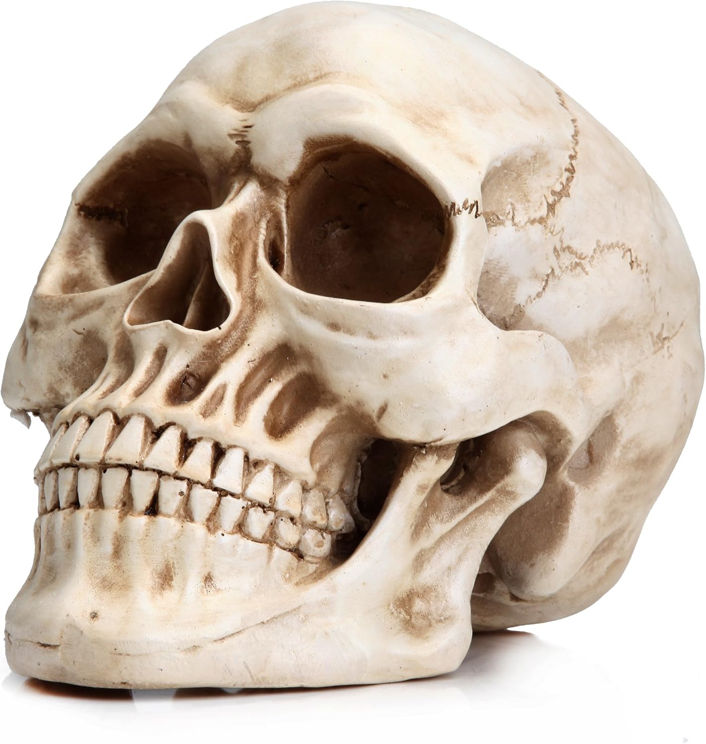 White Skull Model